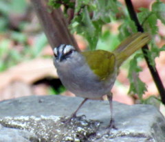 Arremonops conirostris