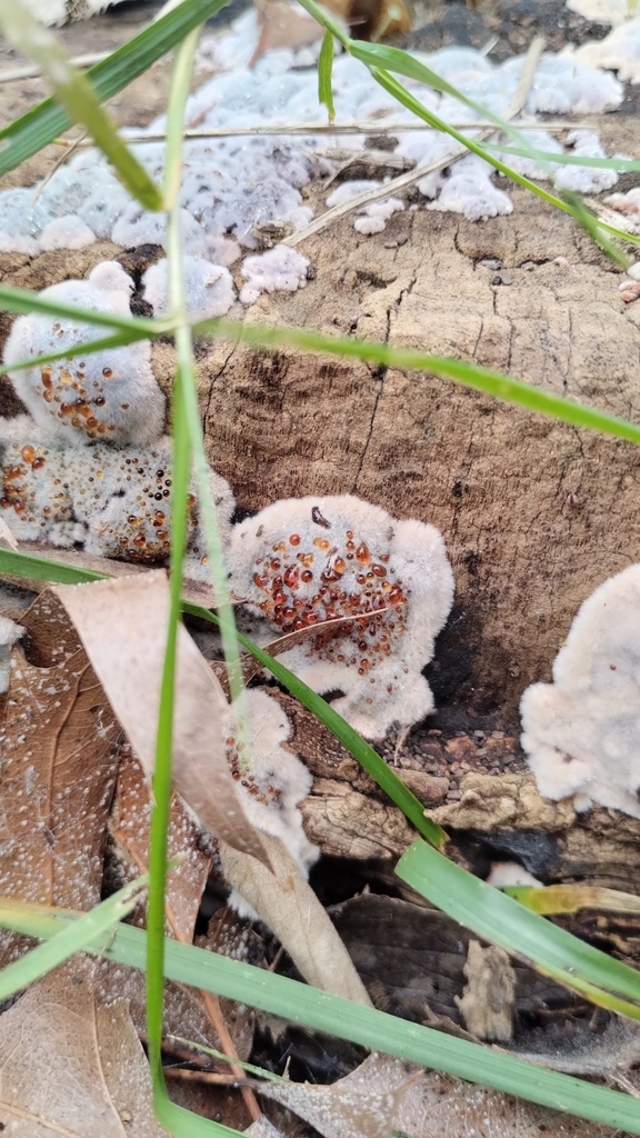 Punctularia atropurpurascens · June 2023 · photo: © rorudak (iNaturalist, cc-by)