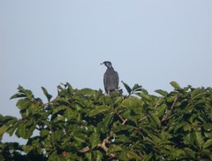 Gymnoderus foetidus