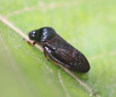Cosmoscarta egens