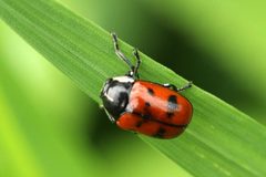 Cryptocephalus octopunctatus