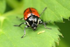 Cryptocephalus octopunctatus