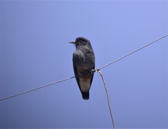 Chelidoptera tenebrosa