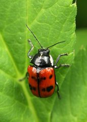 Cryptocephalus octopunctatus
