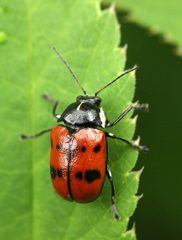 Cryptocephalus octopunctatus