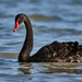 Black Swan - Photo (c) Salvador Poot Villanueva, some rights reserved (CC BY-NC), uploaded by Salvador Poot Villanueva