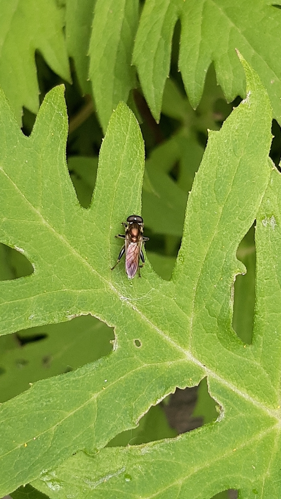 Forest Fly Insect Brown-toed Forest Fly from Tartu on August 27, 2023 at 05:57 PM by ...