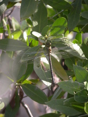 Coryphaeschna ingens