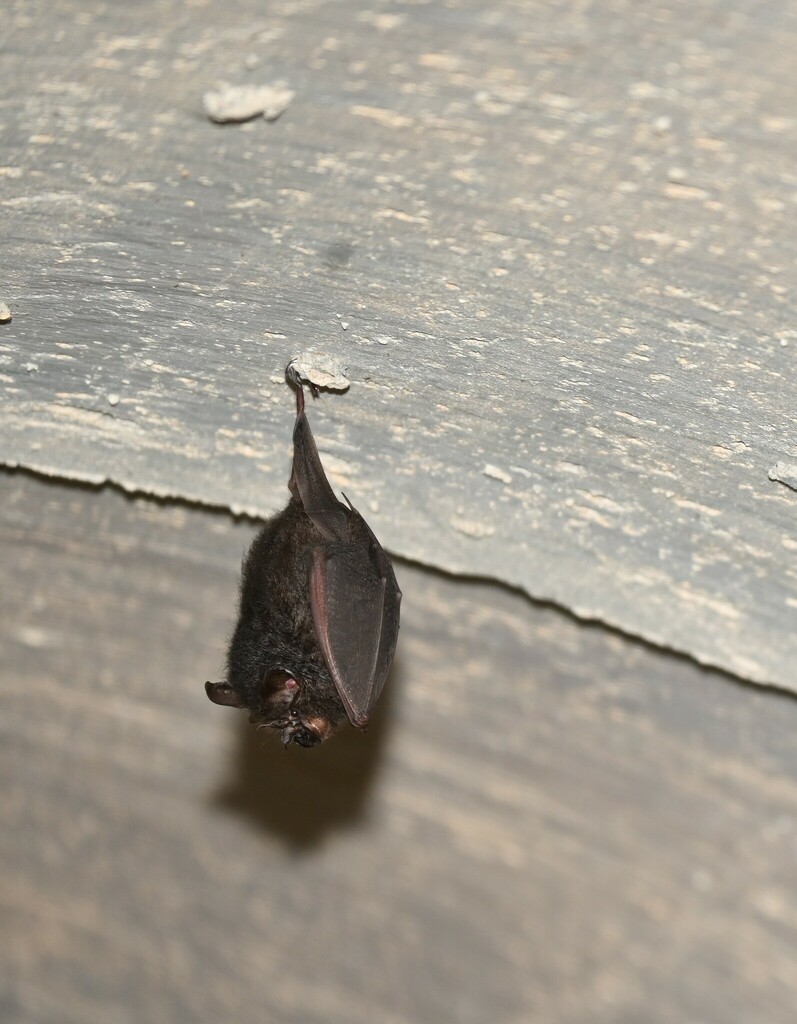 Lesser Woolly Horseshoe Bat