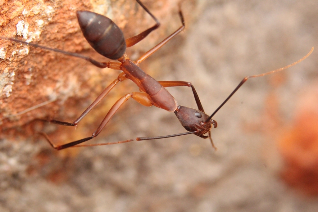 Long-legged Sugar Ant