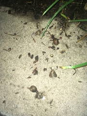 Cornu aspersum