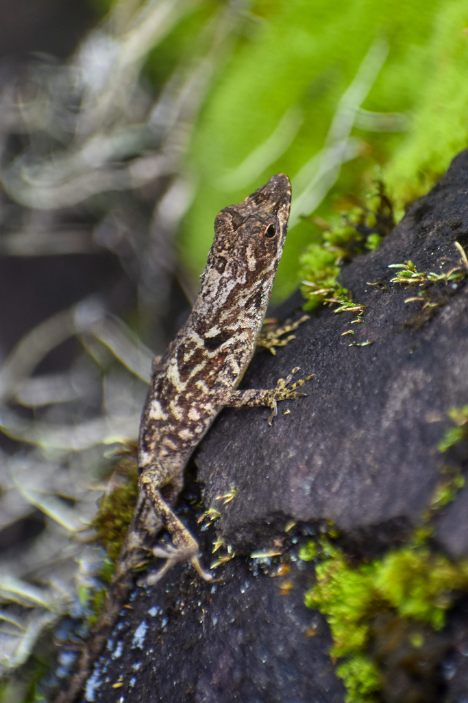 Mountain Anole