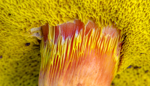 viscid bolete