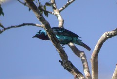 Cotinga cayana