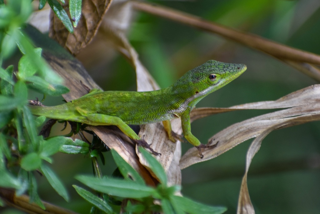 Turquino Green-Mottled Anole