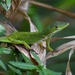 Anolis altitudinalis - Photo (c) Alexis Felipe,  זכויות יוצרים חלקיות (CC BY-NC), הועלה על ידי Alexis Felipe