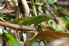 Turquino Green-Mottled Anole photo 2