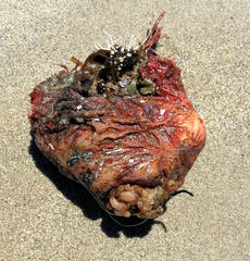 Pyuridae