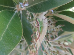 Conocephalus bilineatus