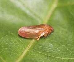 Eoscarta