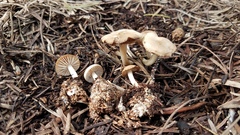 Marasmius albogriseus