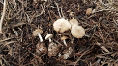 Marasmius albogriseus