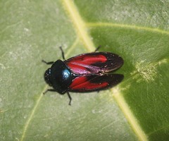 Cosmoscarta gravelyi