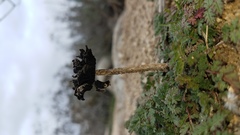 Montagnea arenaria