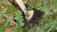 Montagnea arenaria