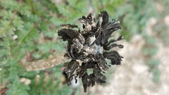 Montagnea arenaria