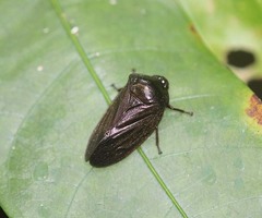 Ectemnonotum nigra