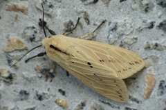 Spilarctia bisecta
