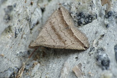 Lysimelia neleusalis