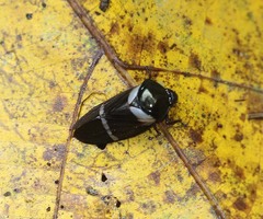 Cosmoscarta lestachei