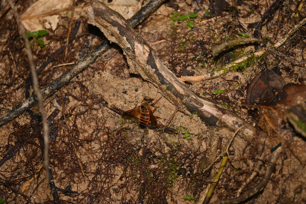 Megachile gombacensis