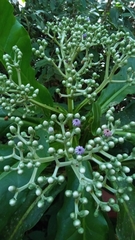 Anthocleista amplexicaulis