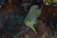 Pomacentrus amboinensis