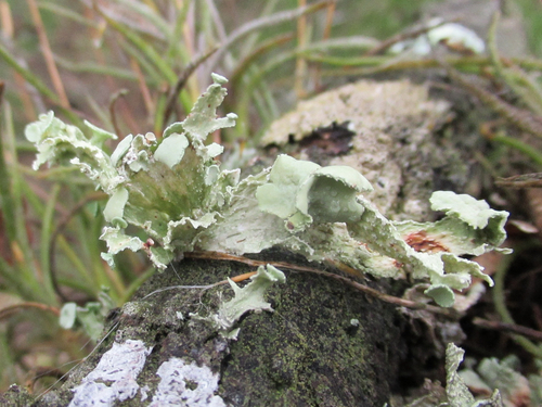 cartilage lichen