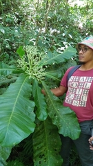 Anthocleista amplexicaulis