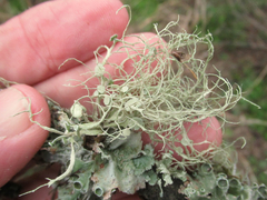 Ramalina stenospora