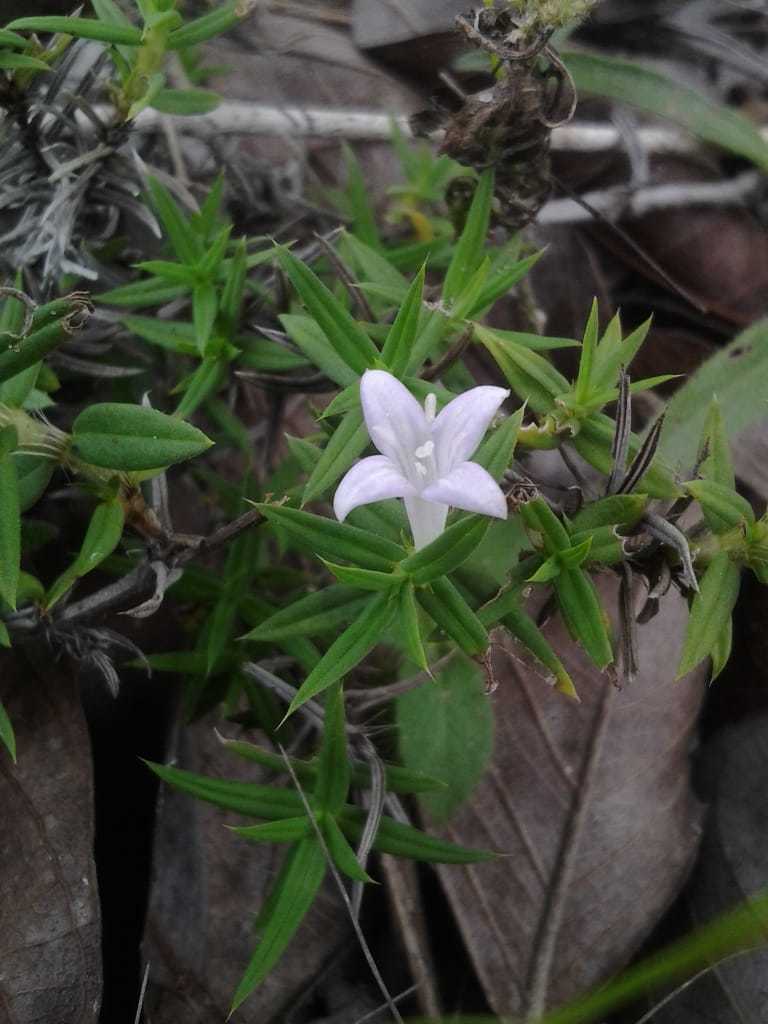 Hexasepalum apiculatum