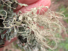 Ramalina stenospora