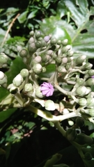 Anthocleista amplexicaulis