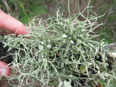 Ramalina stenospora