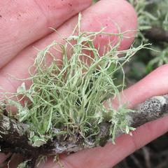 Ramalina stenospora