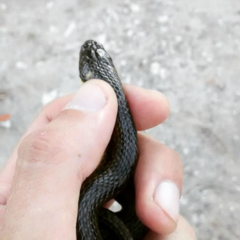 Helicops infrataeniatus