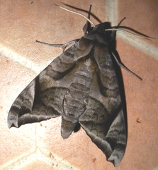 Acosmeryx naga