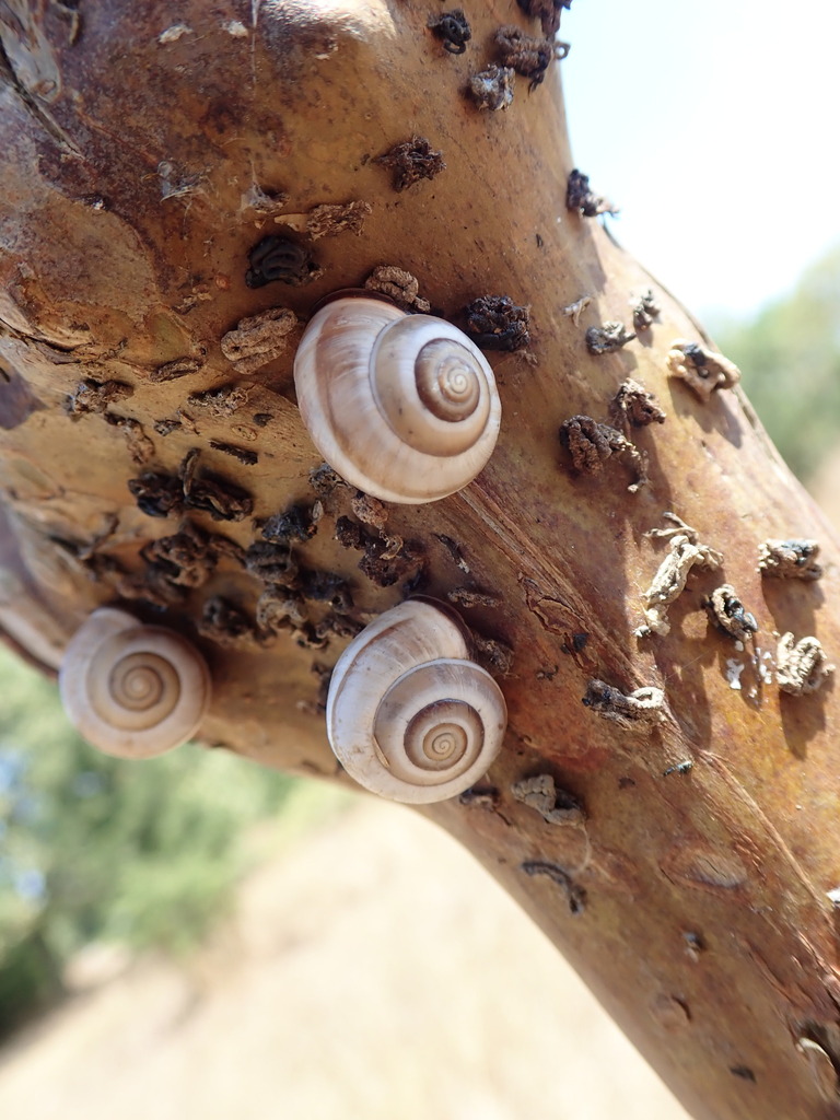 Monacha ocellata