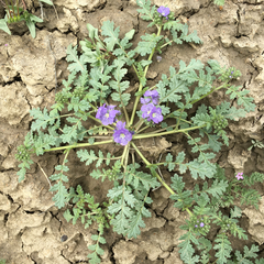 Phacelia ciliata