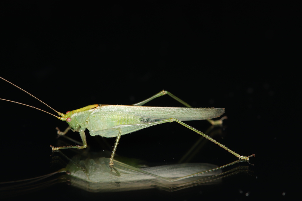 Xizicus bimaculus